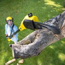 Best Stump Grinding and Removal  in Sonora, TX