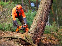 How Our Tree Care Process Works  in Sonora, TX