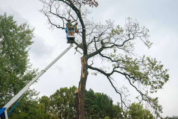 Trusted Sonora, TX Tree Services Experts