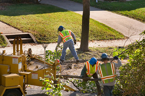 Best Lawn Edging  in Sonora, TX