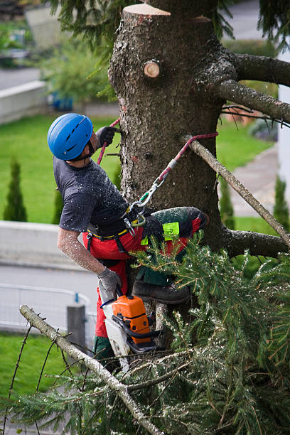 Best Tree and Shrub Care  in Sonora, TX