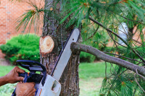 Best Tree Disease Treatment  in Sonora, TX